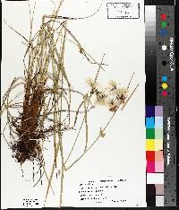 Eriophorum viridicarinatum image