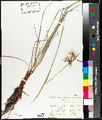 Eriophorum viridicarinatum image