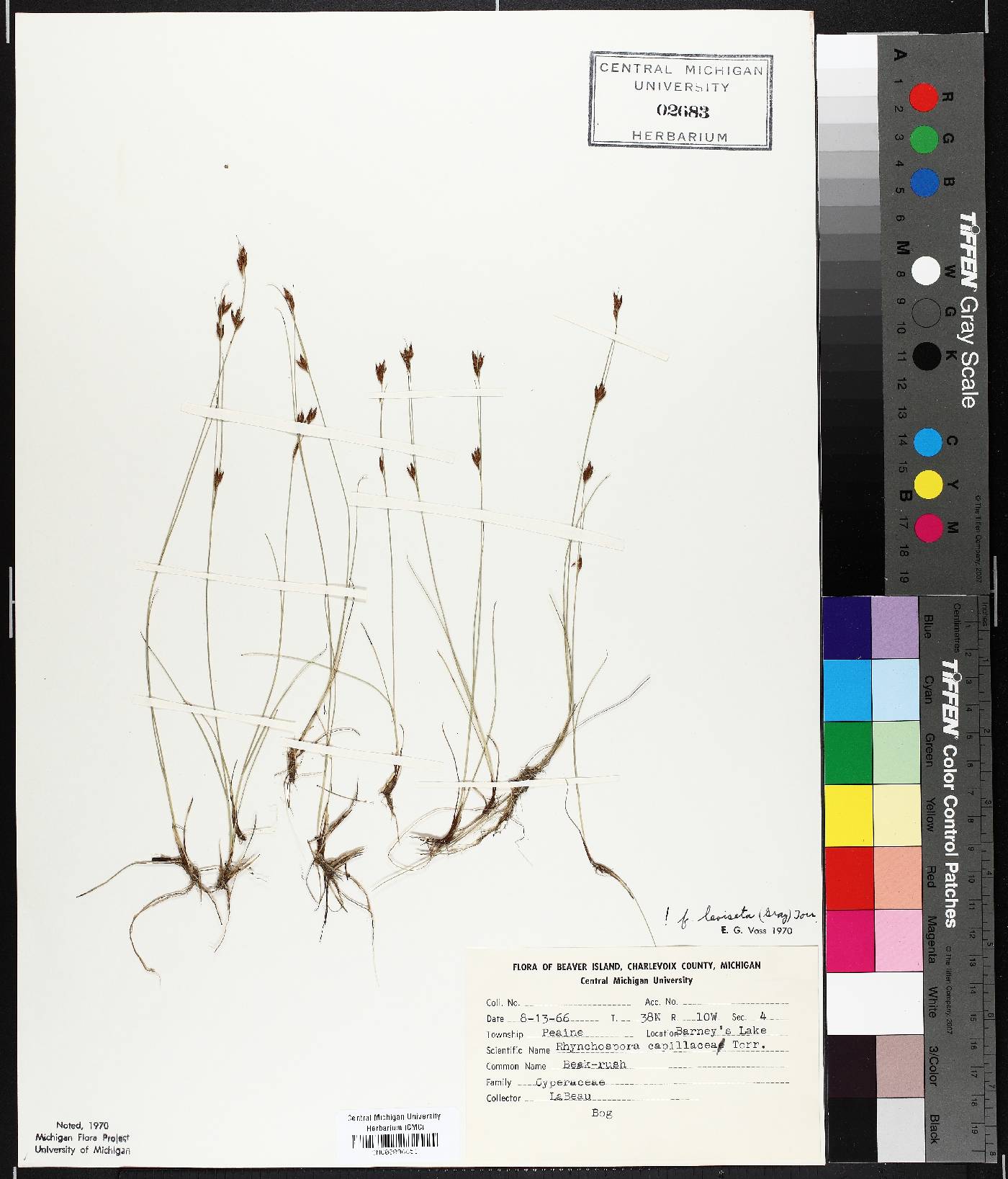 Rhynchospora capillacea var. leviseta image