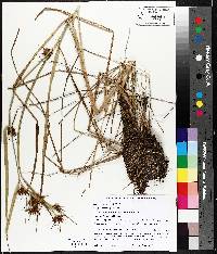 Rhynchospora macrostachya image