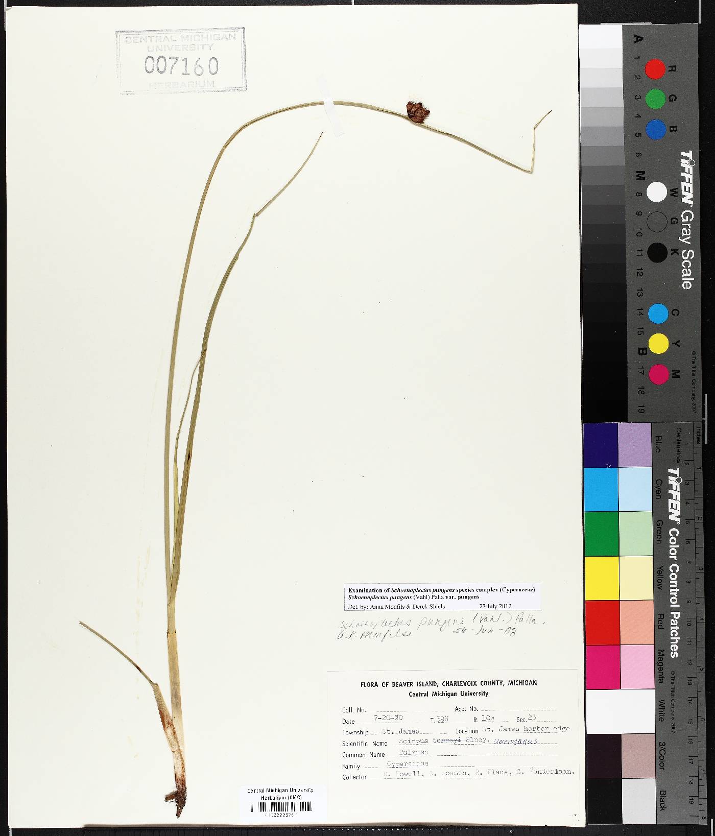 Schoenoplectus pungens var. pungens image
