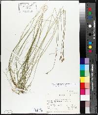 Schoenoplectus subterminalis image