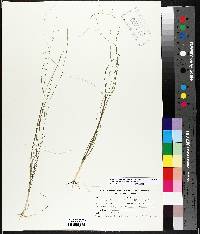 Schoenoplectus subterminalis image