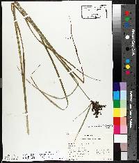 Scirpus atrocinctus image