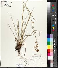 Scirpus pendulus image