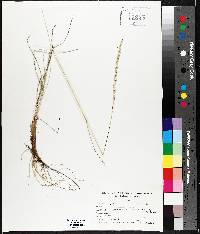 Elymus lanceolatus image