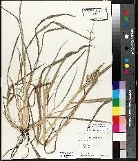 Echinochloa muricata var. muricata image