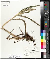 Echinochloa muricata var. muricata image
