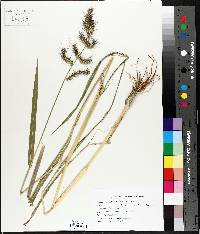 Echinochloa walteri image