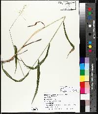 Elymus hystrix image