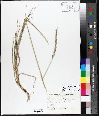 Elymus repens subsp. repens image