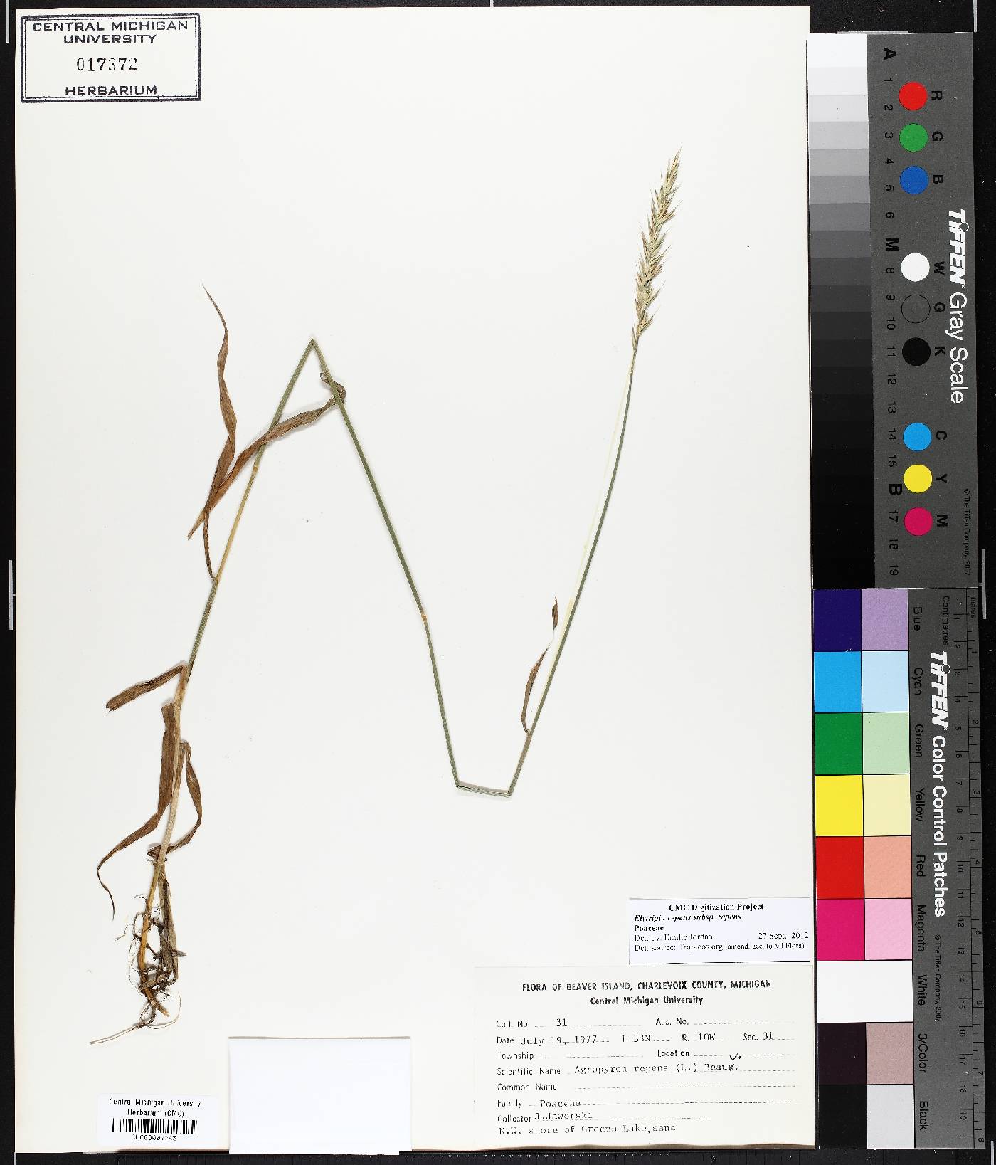 Elymus repens subsp. repens image