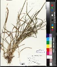 Elymus repens subsp. repens image