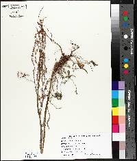 Eragrostis ciliaris image