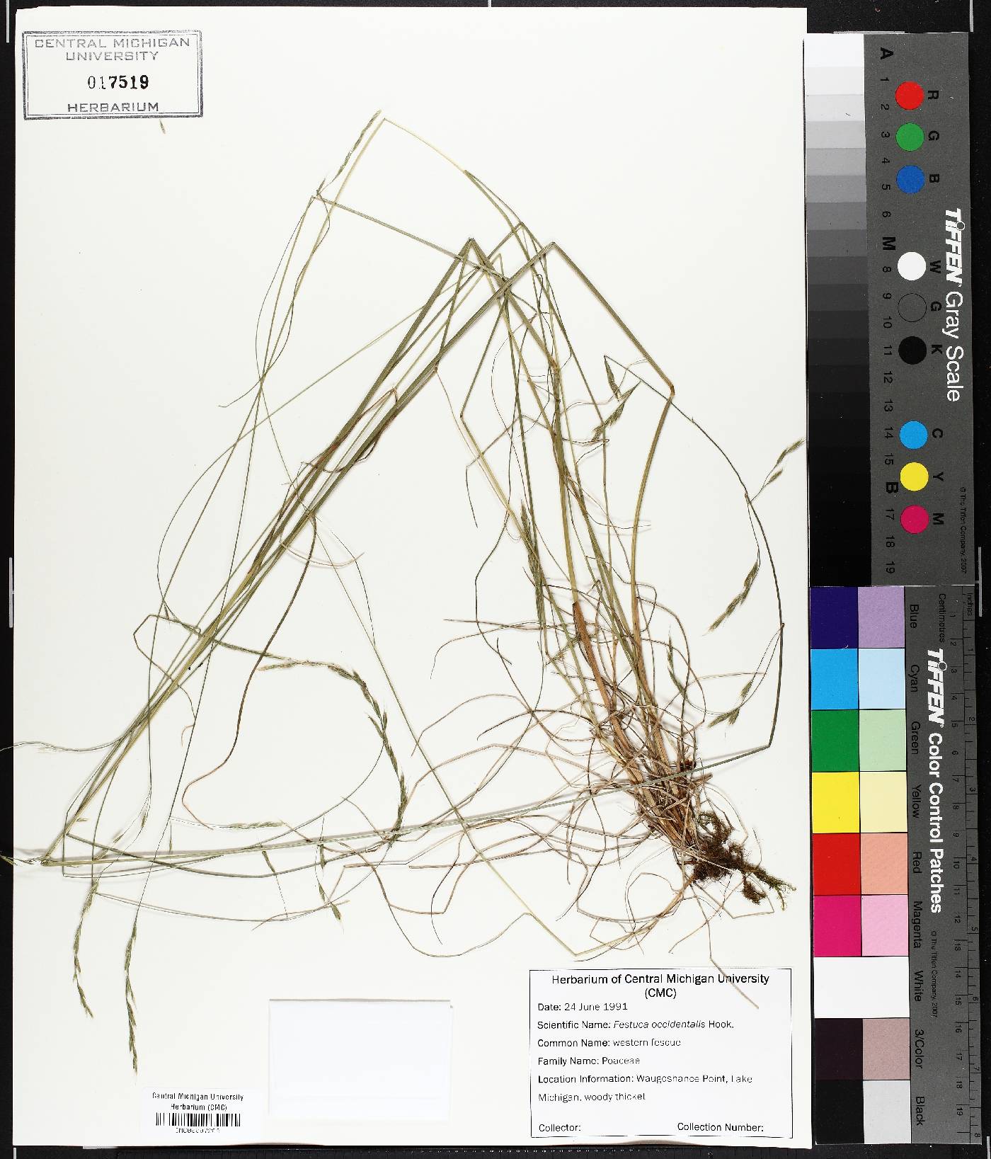 Festuca occidentalis image