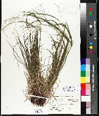 Festuca subverticillata image