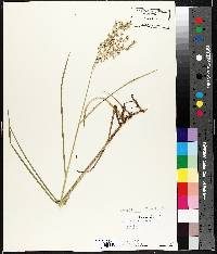 Glyceria canadensis image