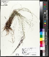 Muhlenbergia capillaris image