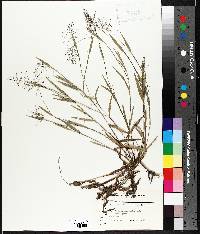 Dichanthelium acuminatum subsp. implicatum image