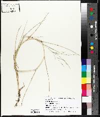 Panicum repens image