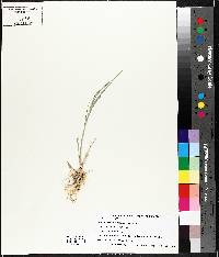 Paspalum distichum image