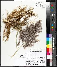 Phragmites australis image