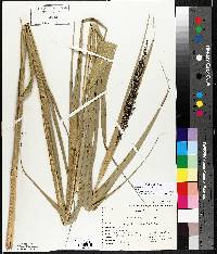 Phragmites australis image