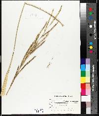 Spartina pectinata image