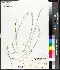 Torreyochloa pallida image