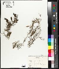 Ceratophyllum demersum image