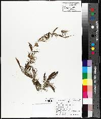 Ceratophyllum demersum image