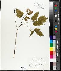 Actaea alba image