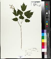 Actaea alba image