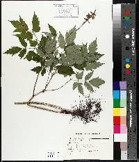 Actaea pachypoda image