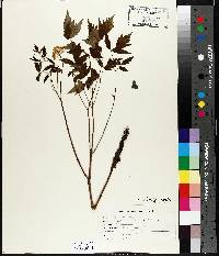 Actaea rubra image