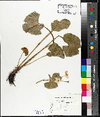 Caltha palustris image