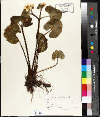 Caltha palustris image