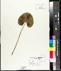 Caltha palustris image