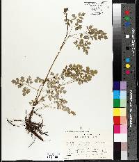 Thalictrum dasycarpum image