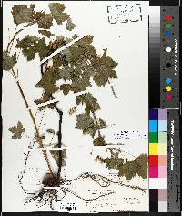 Ribes americanum image