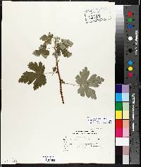 Ribes lacustre image