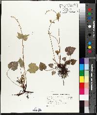 Mitella diphylla image