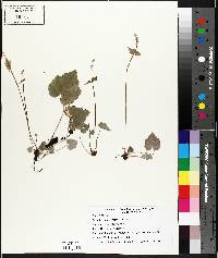 Mitella diphylla image