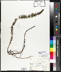 Myriophyllum sibiricum image