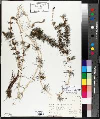 Myriophyllum sibiricum image