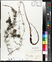 Myriophyllum sibiricum image