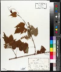 Vitis riparia image