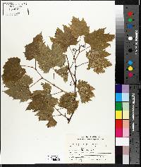 Vitis riparia image