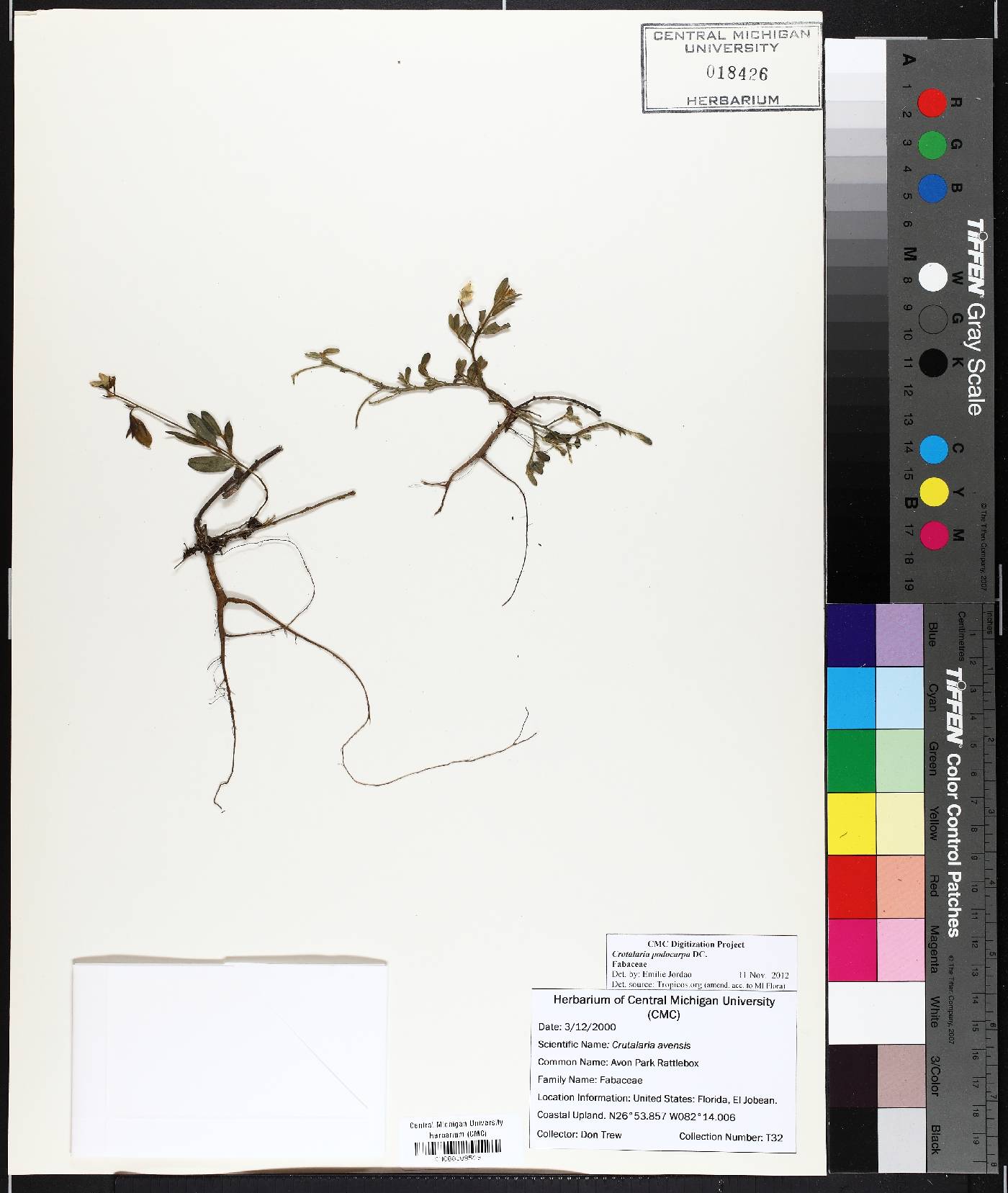 Crotalaria podocarpa image