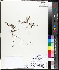 Crotalaria podocarpa image